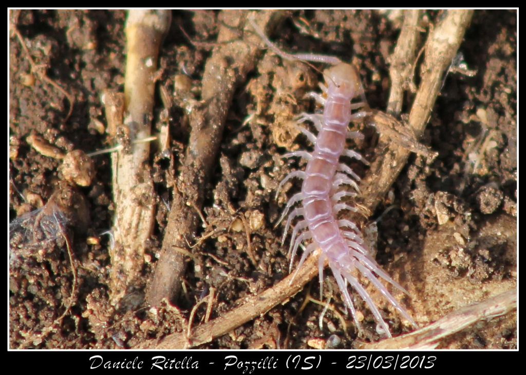 Scolopendra giovanissima...o cosa!? Lithobius sp.